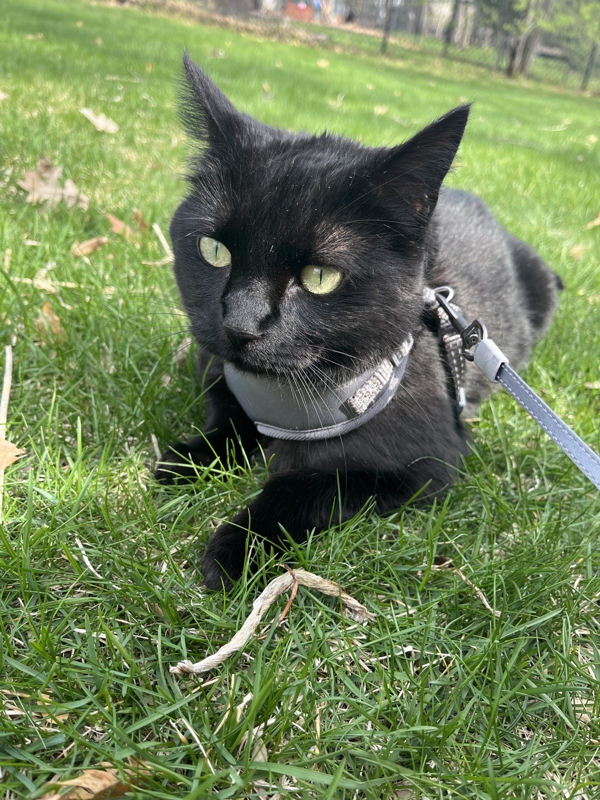 Binx