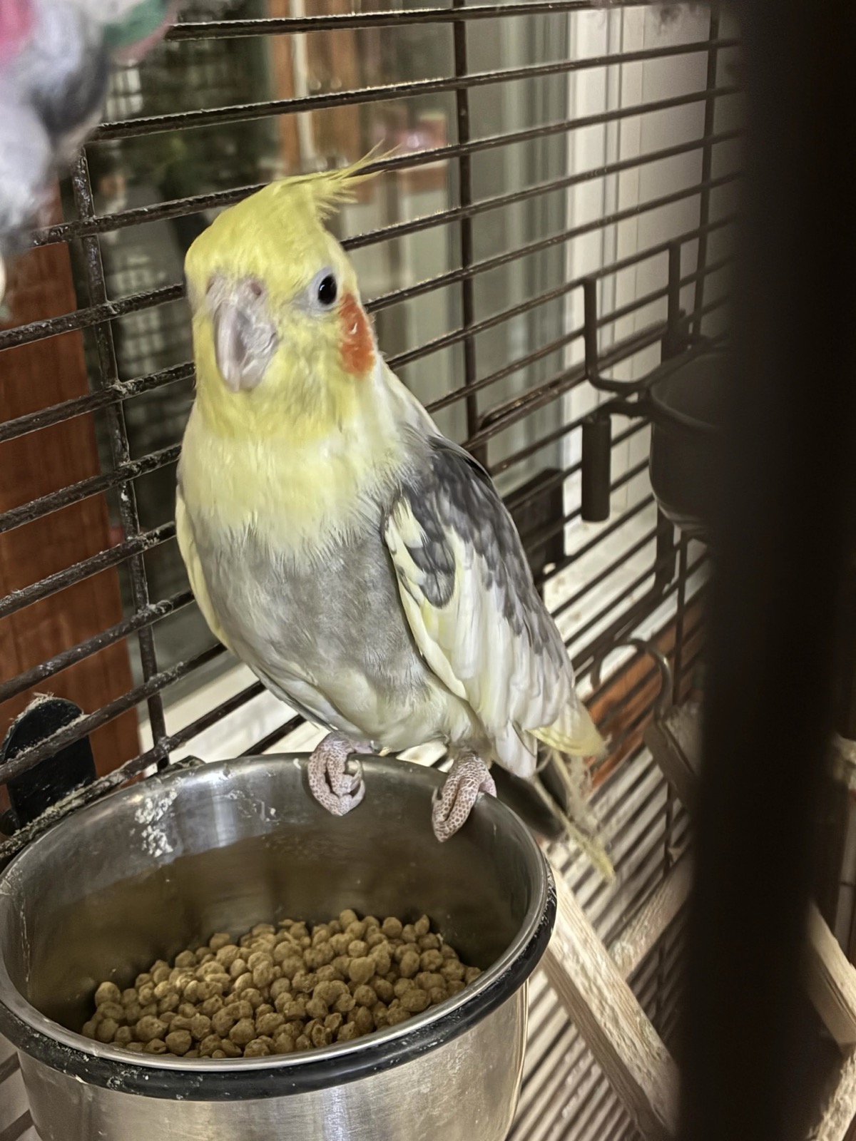 Bird, Anna