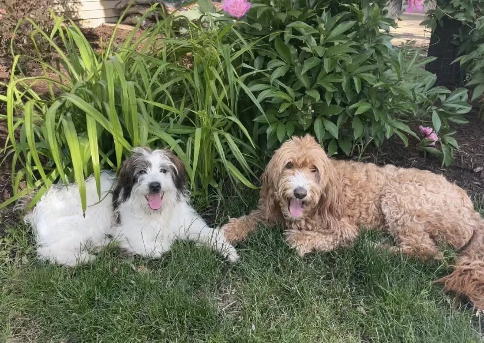 George and Dolly, Anna