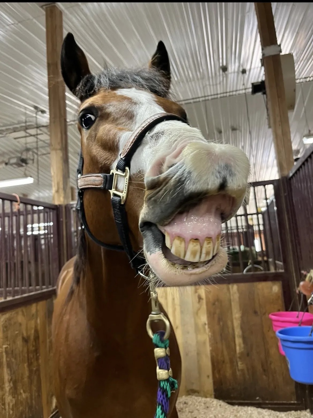 Horse, Anna