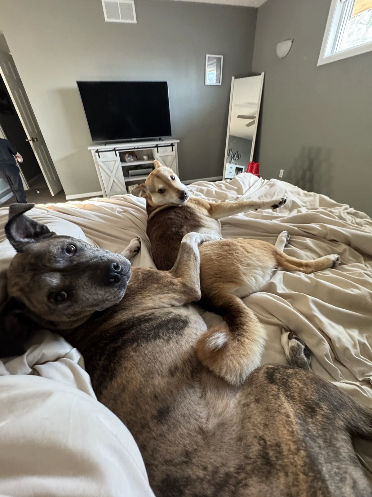 Letty and Scout, Red